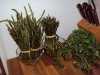 DSC00581.JPG