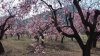Mandelblüte.JPG