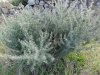 DSC00881.JPG