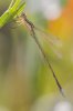 IMG_7224_Sardinien2015_Libelle_667x1000.jpg