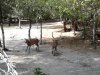 Parco Assai 10.JPG