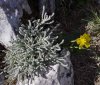 zauberblume.jpg
