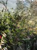 DSC01388.JPG