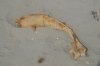 DSC_0786.JPG