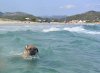 Hundestrand.JPG Hundestrand.JPG