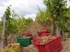IMG_Weinkisten.jpg