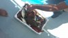 upload_2017-5-15_21-45-58.jpeg