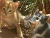 IMG-20170611-WA0004.jpg IMG-20170611-WA0004.jpg