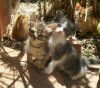 IMG-20170613-WA0000.jpg IMG-20170613-WA0000.jpg