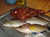 20170614_185505.jpg 20170614_185505.jpg