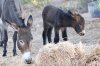 DSC_1944k.jpg
