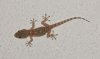 Gecko.jpg