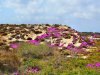 Sardinien (74) 17.jpg Sardinien (74) 17.jpg
