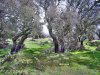 Sardinien   (26) 07.jpg