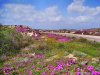 Sardinien   (76) 16.jpg