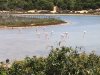 Chia Flamingos.JPG