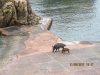Wildschweine Costa Paradiso 1.jpg