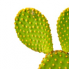 Opuntie.png