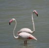 Flamingospaar.JPG