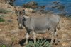 Insel Asinara (38).JPG