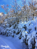 schnee in.png