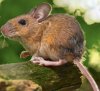 Apodemus sylvaticus.jpg Apodemus sylvaticus.jpg