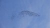 Bussard.JPG Bussard.JPG