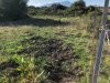 terreno wildschweinspuren.jpg