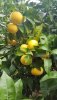 20201110_151615.jpg