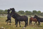 Sardinien_2007_07-06-04_000316.jpg