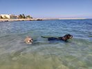 Hundestrand01.jpg Hundestrand01.jpg