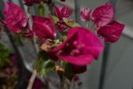 DSC_0114.JPG