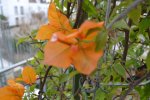 DSC_0106.JPG