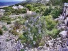 sardinien (31).jpg sardinien (31).jpg