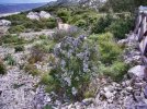 Sardinien (19).jpg Sardinien (19).jpg