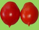 Tomaten Venusbrüstchen.jpg Tomaten Venusbrüstchen.jpg