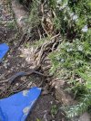 IMG_3537.jpeg