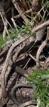 IMG_3538.jpeg