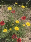 IMG_3652.jpeg