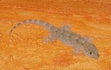 Gecko2020.JPG