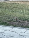 IMG_9158.jpeg