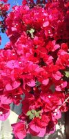 IMG_20260520_175418_595.jpg