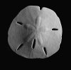 sand_dollar.jpg sand_dollar.jpg