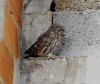 Kauz-P1210124.JPG