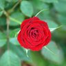 Rosa1