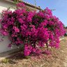 L‘arcobalena