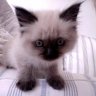 jerrycat88