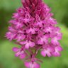 AnaCamptis