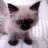 jerrycat88