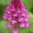 AnaCamptis